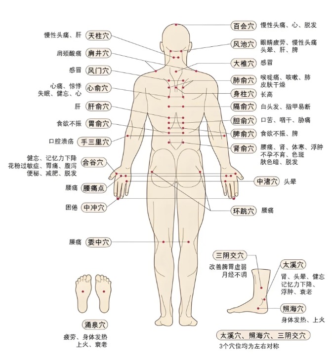 穴位图2