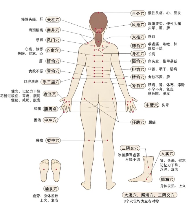 穴位图4